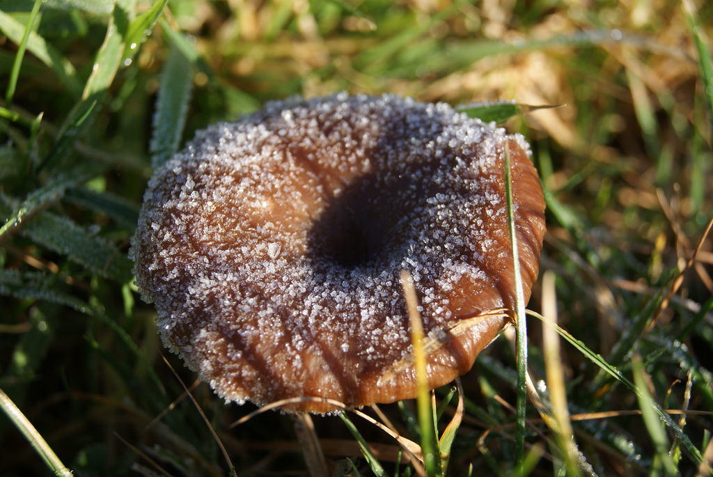 Doughnut mushroom