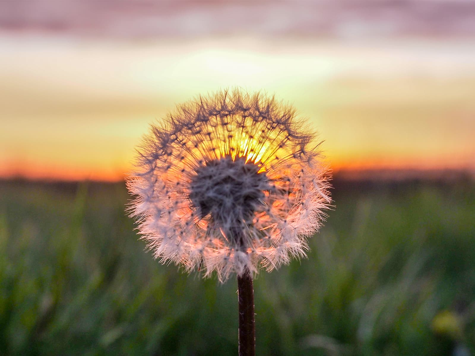 Sunset through a Dandelion - Nieuw Weerdinge