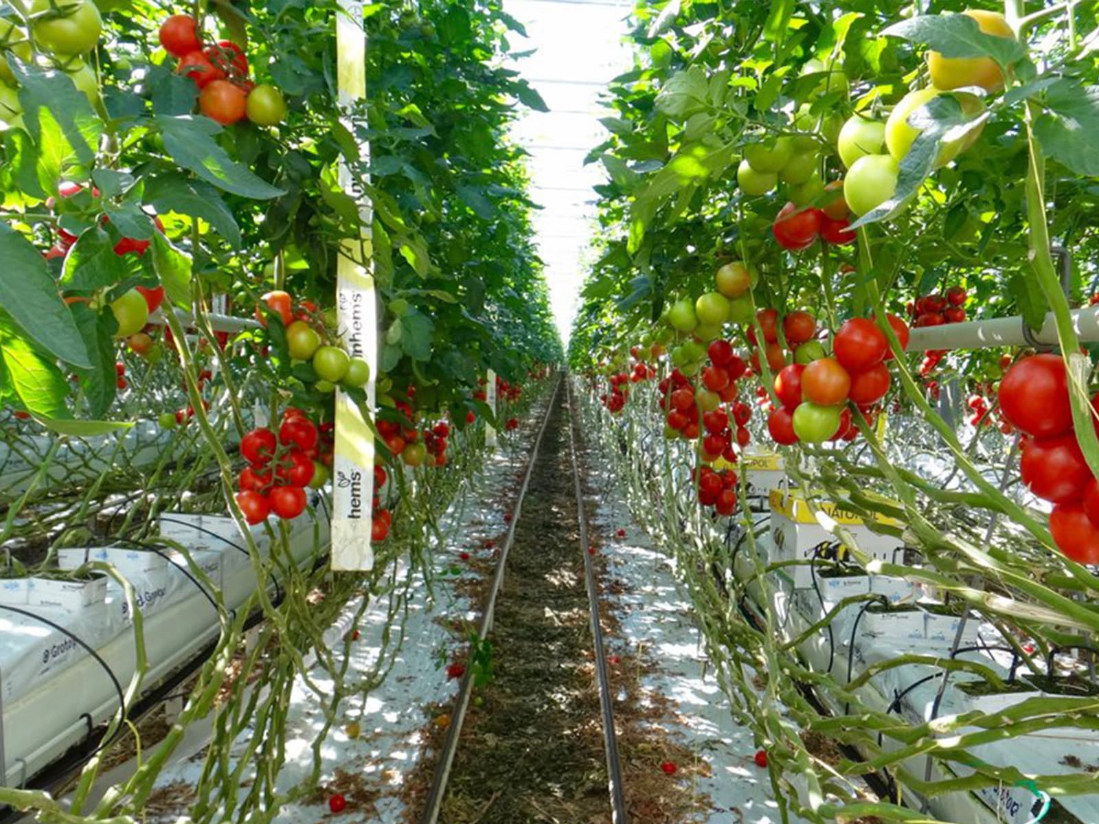 BigPicnic Tomaten in kas