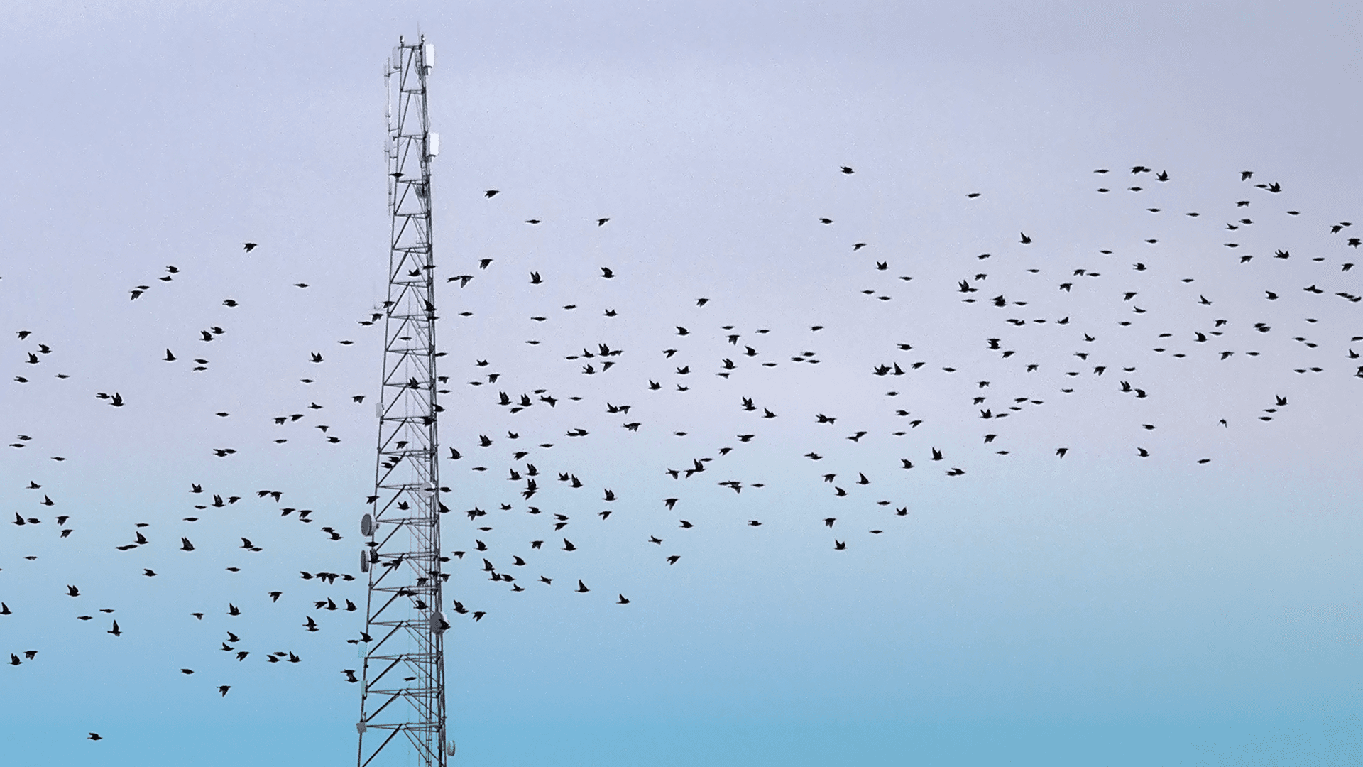 5g-murmuration