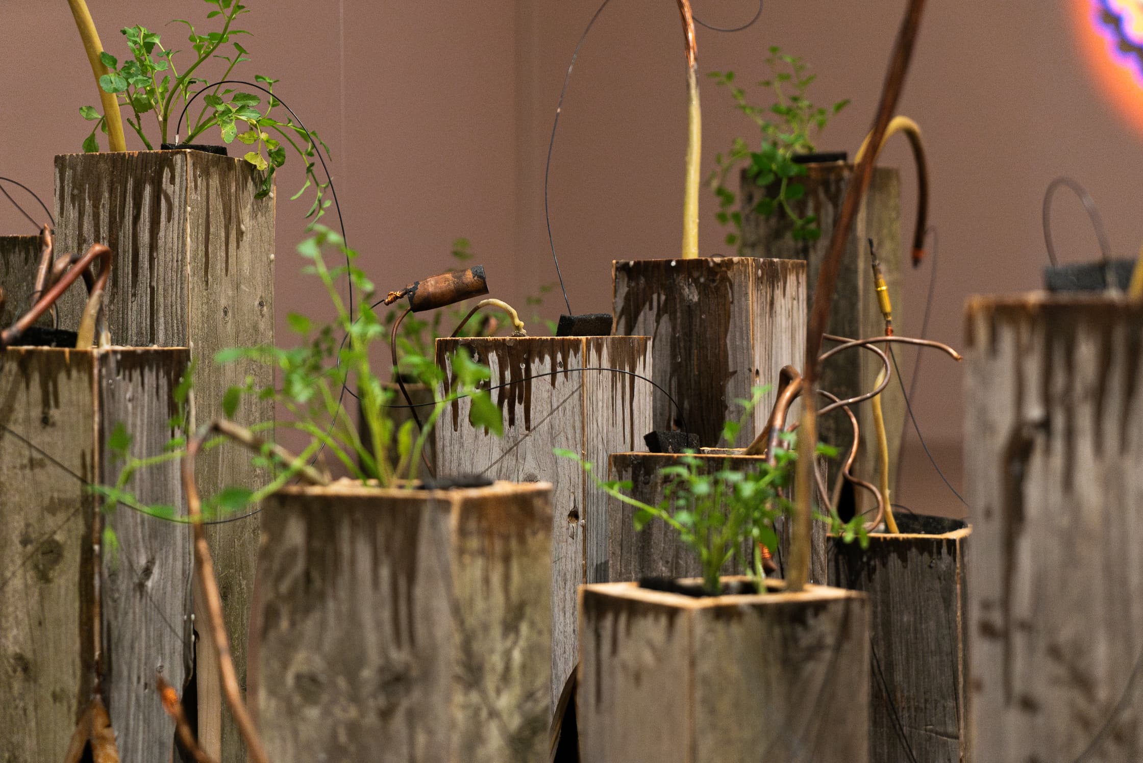 Electric Garden