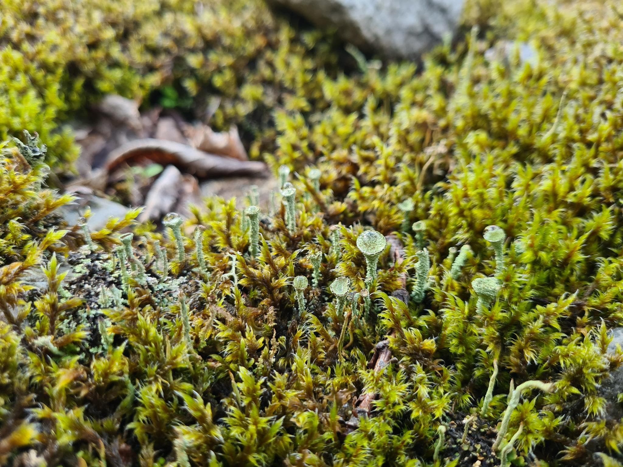 Een foto van verschillende soorten mos. Tussen het groene mos zitten een mos dat eruitziet als een soort turquoise trompetjes die uit de grond komen. Op de trompetjes zitten druppeltjes water.