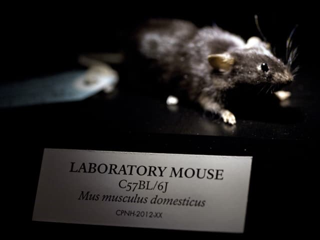 PostNatural Mouse