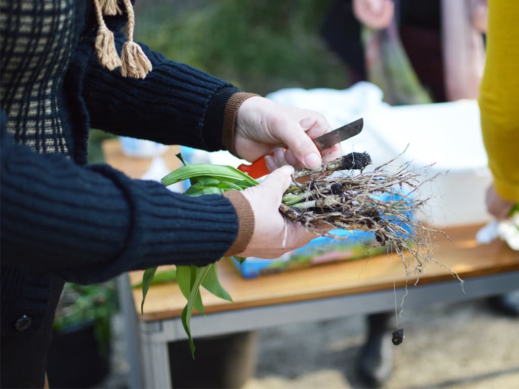 Botanische tuinen, proeftuinen