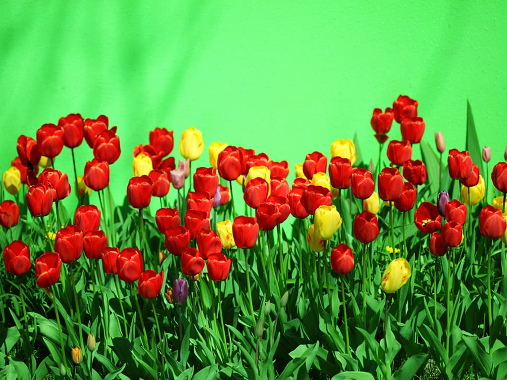 Tulips