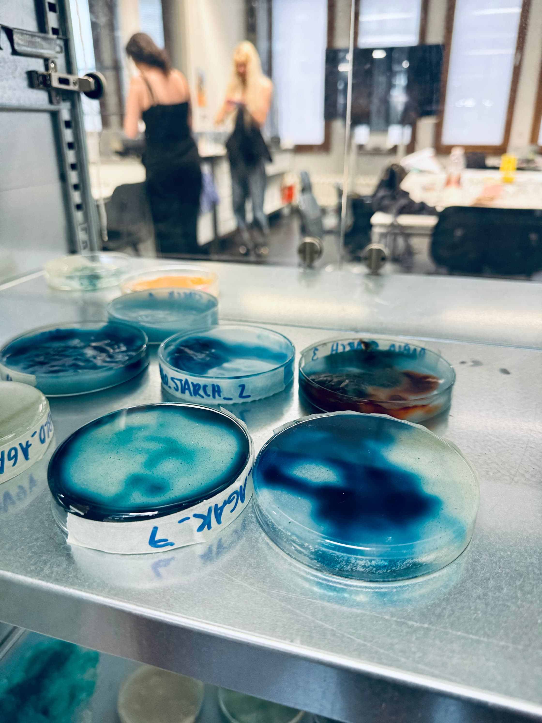 Petri dishes with blue bio plastics
