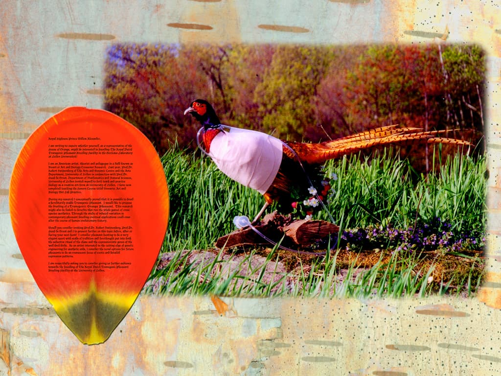 Orange pheasant