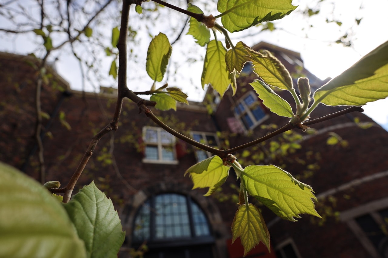 Foto van het Waaggebouw vanuit kikkerperspectief. Op de voorgrond zijn bladeren van een boom te zien waarachter het Waaggebouw staat. 