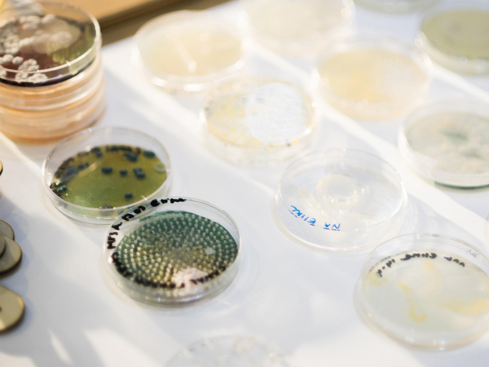 BioHack Academy petri dish