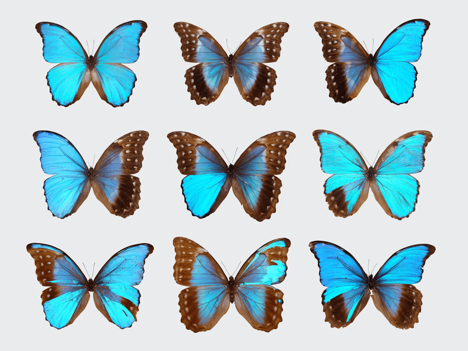 Morpho butterflies