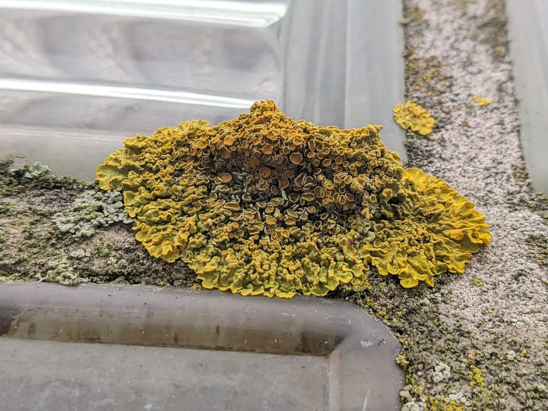 Lichen of St. Joost. By Adriana Knouf