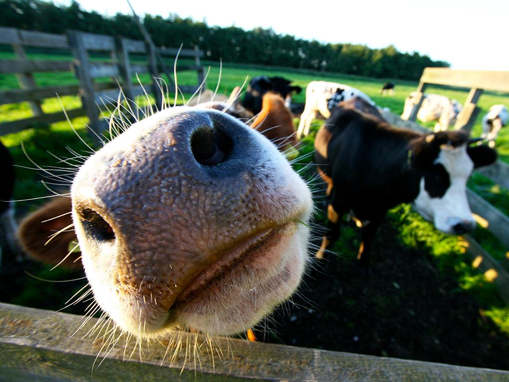 Cows Holland