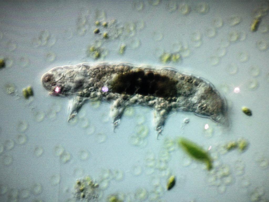 Tardigrade (water bear)
