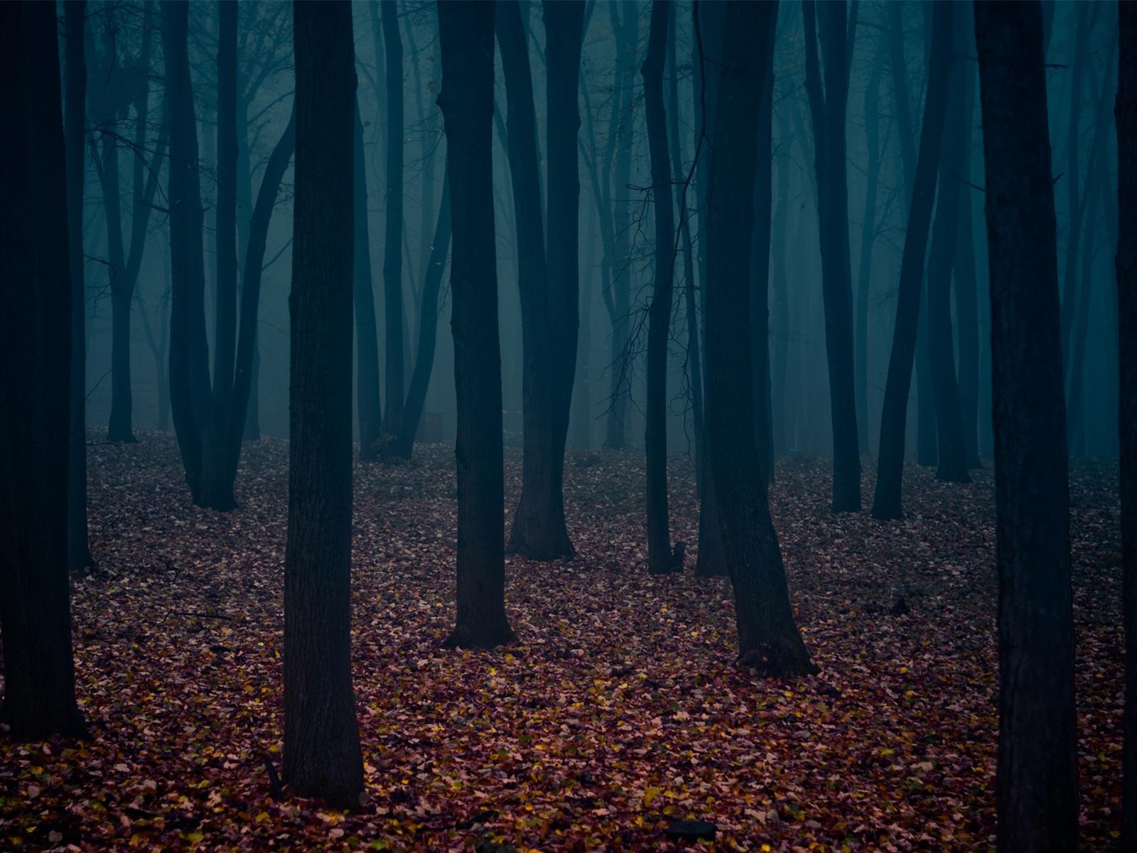 Wood wide web - gloomy forest