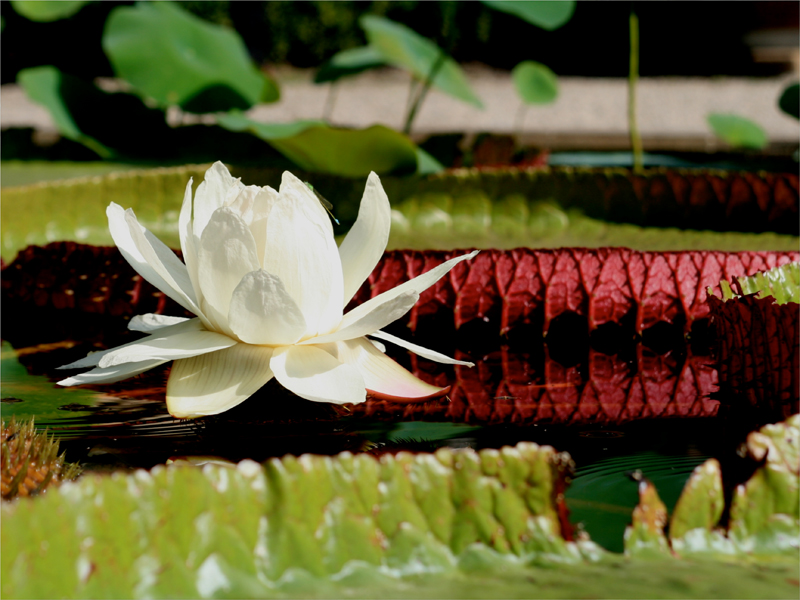 Botanische tuinen in Nederland Botanische tuinen in Nederland