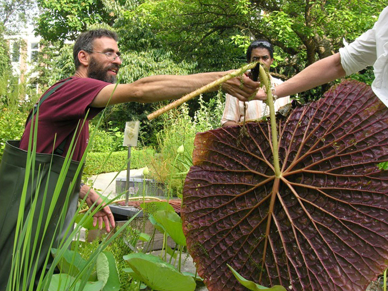 Botanische tuinen Botanische tuinen