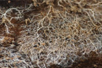Mycelium - The Wood Wide Web