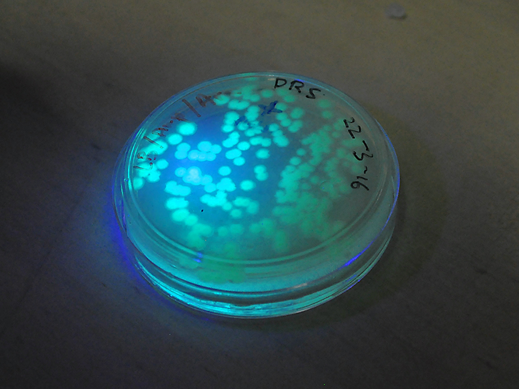 Glow in the dark bacteria | Waag