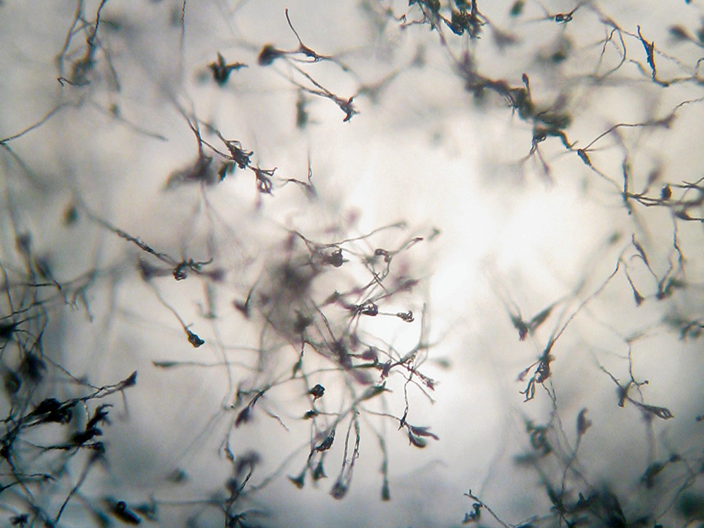 Microscoop patronen Open Wetlab Microscoop patronen Open Wetlab