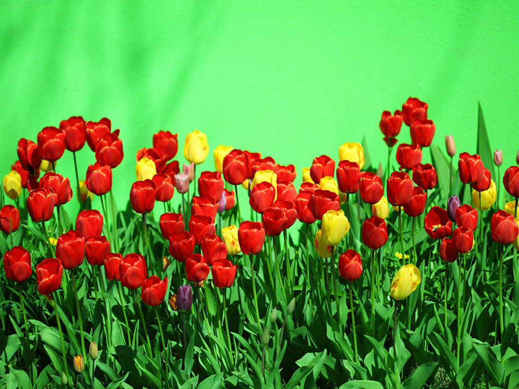 Tulips Tulips