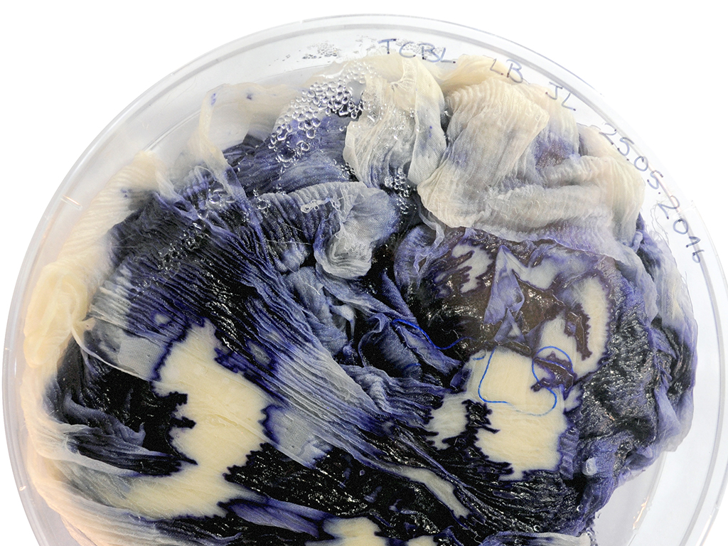 TextileLab bacteria dyeing